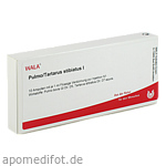 PULMO/TARTARUS stibiatus I Ampullen