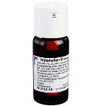 BRYOPHYLLUM Urtinktur