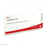 GNAPHALIUM COMP.Ampullen